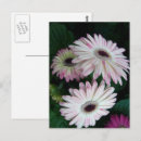 Buscar gerbera rosado postales Naturaleza