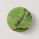 Buscar bichos chapas Insecto