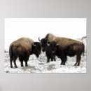 Buscar del bisonte posters Fauna