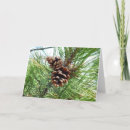 Buscar pino tarjetas Árbol de hoja perenne