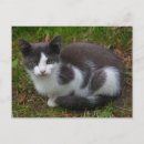 Buscar gatos blancos postales Naturaleza