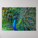 Buscar pavo real posters Naturaleza