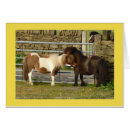 Buscar potro de shetland Caballos