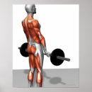 Buscar partes del cuerpo posters Médico
