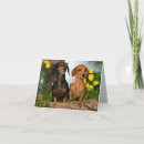 Buscar dachsie tarjetas Cachorro