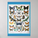 Buscar mariposa antigua posters Naturaleza