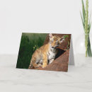 Buscar cachorro de tigre tarjetas Lindo