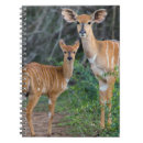 Buscar nyala África