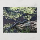 Buscar serpiente negra postales Flor