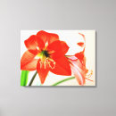 Buscar flor roja lienzos Fotografía