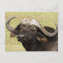Buscar búfalo africano postales Animal