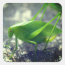 Buscar grasshopper pegatinas Insecto