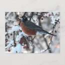 Buscar petirrojo postales Naturaleza