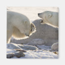 Buscar ursus maritimus imanes Oso polar