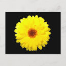 Buscar calendula postales Amarillo
