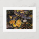 Buscar árbol de álamo postales Árboles