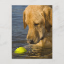 Buscar pelota de tenis postales Animales