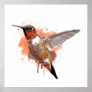 Buscar colibríes posters Animales