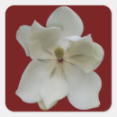 Buscar magnolia blanca pegatinas Sur