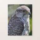 Buscar halcones puzzles Pájaro