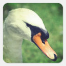 Buscar cisnes pegatinas Para ella