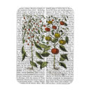 Buscar pimientas imanes Pimientos