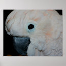 Buscar cockatoo fotografía Animal