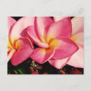 Buscar plumeria postales Hawaiano