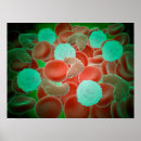 Buscar sistema circulatorio posters Ciencia