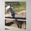 Buscar alpaca posters Imagen