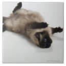 Buscar gato nacional azulejos Animal