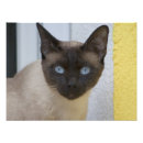 Buscar máscara negra posters Belleza