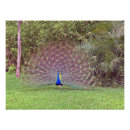 Buscar peafowl fotografía Animal