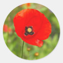 Buscar amapola pegatinas Rojo
