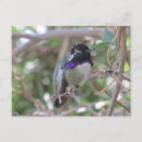 Buscar hummingbird postales Morado