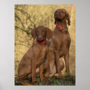 Buscar vizsla arte Húngaro