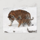 Buscar tigre de amur postales Vida silvestre