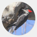 Buscar corrientes pegatinas Al aire libre