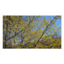 Buscar dogma fotografía Primavera