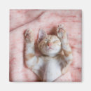 Buscar gato dormido imanes Gatito