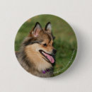 Buscar pomerania chapas Perro de pomerania enano