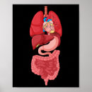 Buscar anatomía interna posters Diagrama
