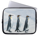 Buscar pingüino de rey Pájaro