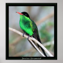 Buscar colibrí posters Animales