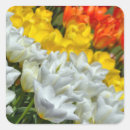 Buscar tulipanes pegatinas Flores