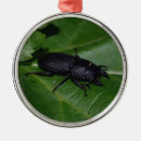 Buscar escarabajos adornos 4 º bicho