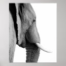 Buscar african wild posters Elephant