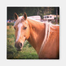 Buscar horario imanes Animales