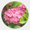 Buscar hortensia pegatinas Floral