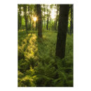 Buscar vida vegetal fotografía Bosque